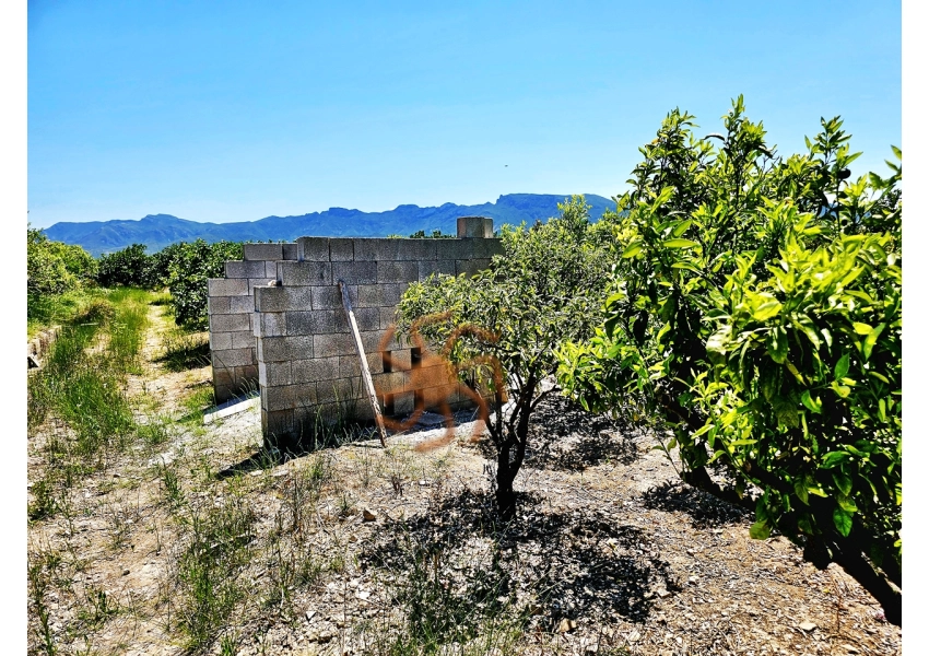 Sad mandarynkowy 2400 m2 Cullera, Walencja
